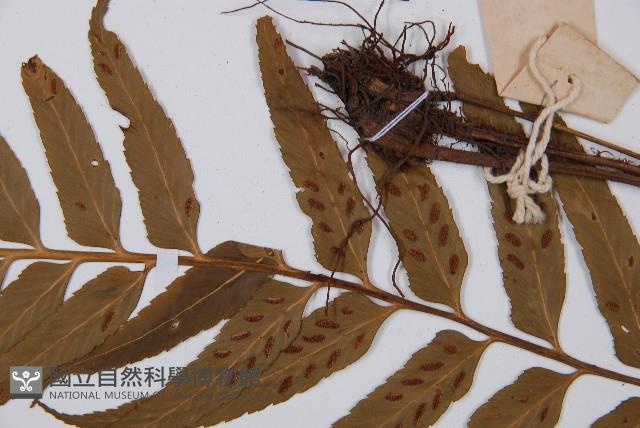 萊氏鐵角蕨藏品圖，第5張