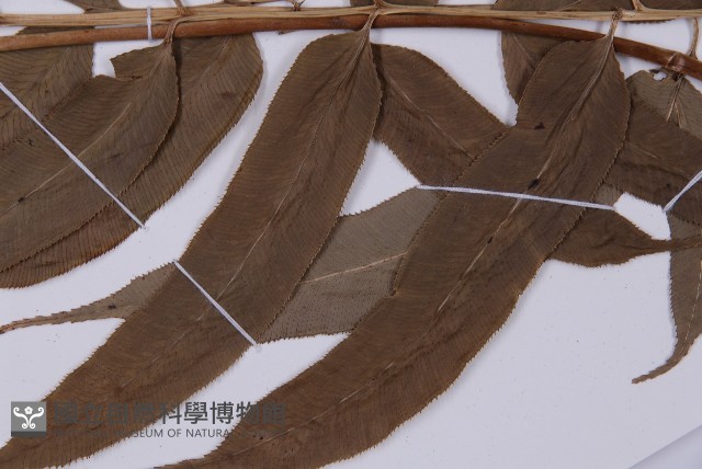華鳳丫蕨藏品圖，第5張