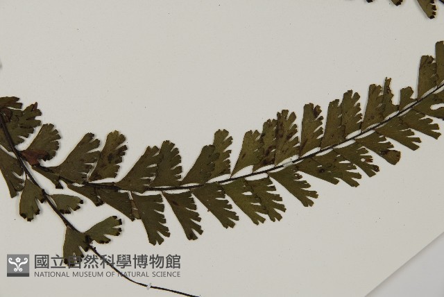 馬來鐵線蕨藏品圖，第5張