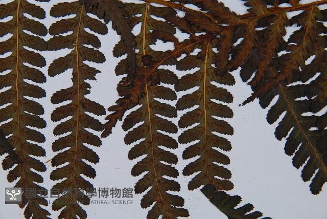 毛腳短腸蕨藏品圖，第5張