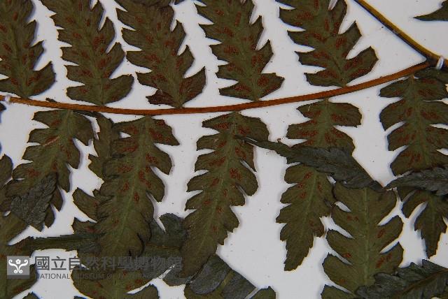 奄美雙蓋蕨藏品圖，第5張