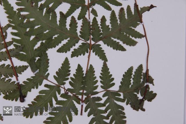 薄葉三叉蕨藏品圖，第5張
