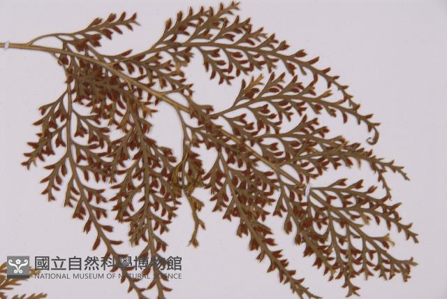 骨碎補鐵角蕨藏品圖，第8張