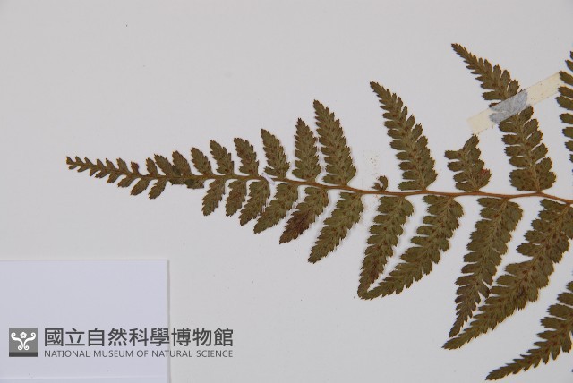 對生蹄蓋蕨藏品圖，第5張