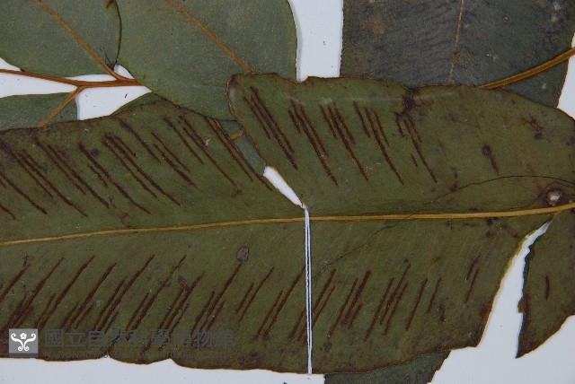 隱脈細柄雙蓋蕨藏品圖，第5張