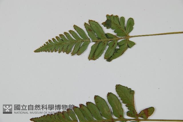 陰石蕨藏品圖，第5張