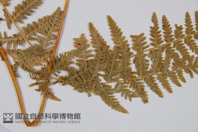 姬蕨藏品圖，第5張