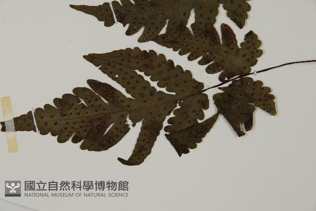 陰地三叉蕨藏品圖，第5張