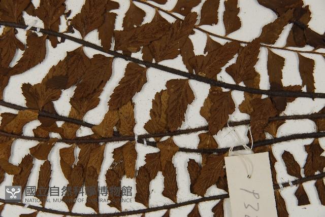 毛軸鐵角蕨藏品圖，第5張