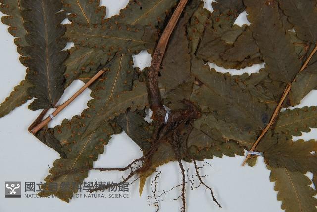 邊緣鱗蓋蕨藏品圖，第5張
