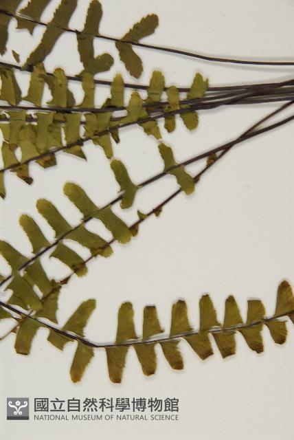 生芽鐵角蕨藏品圖，第5張