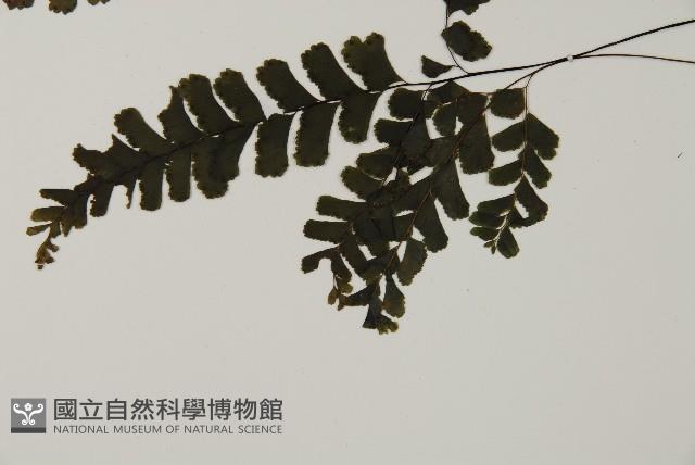 長尾鐵線蕨藏品圖，第5張