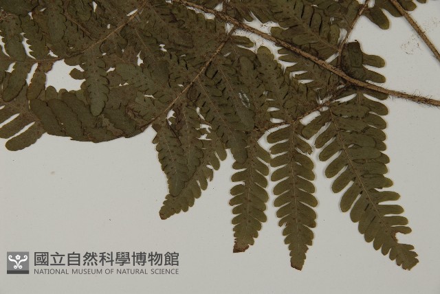 愛德氏肋毛蕨藏品圖，第5張