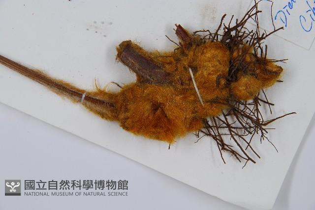 金狗毛蕨藏品圖，第5張