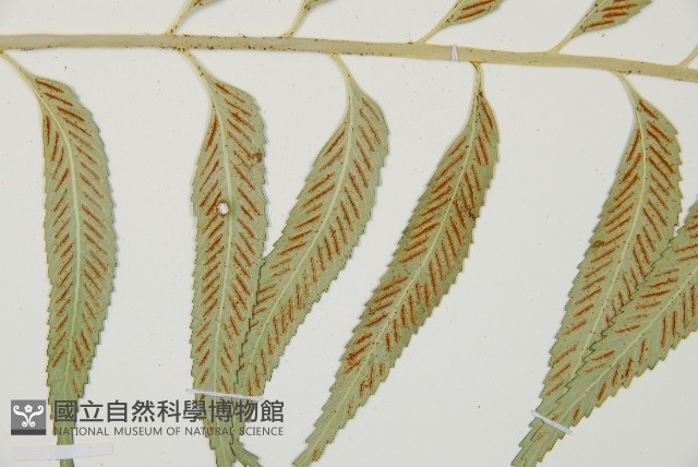 蘭嶼鐵角蕨藏品圖，第8張