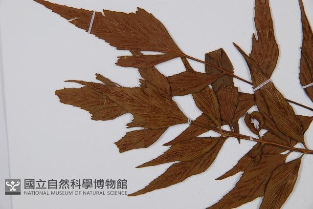 鐮葉鐵角蕨藏品圖，第8張