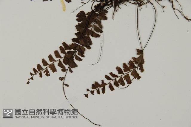 馬來鐵線蕨藏品圖，第5張