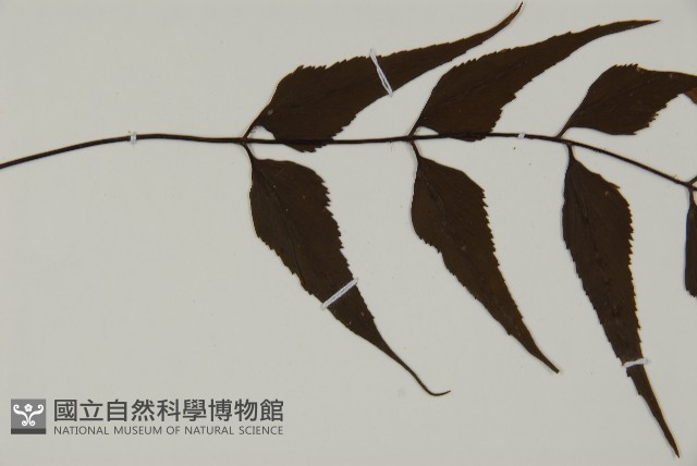 革葉鐵角蕨藏品圖，第4張