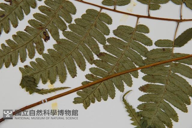 廣葉深山雙蓋蕨藏品圖，第5張