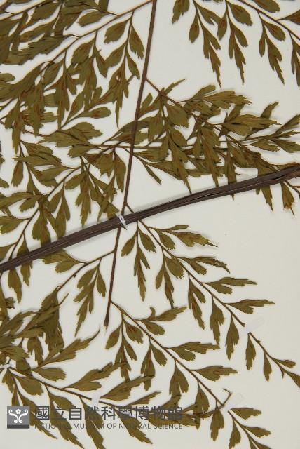 大黑柄鐵角蕨、黃鱗鐵角蕨、大羽鐵角蕨藏品圖，第5張