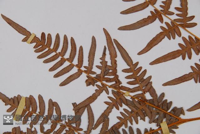 蕨藏品圖，第5張