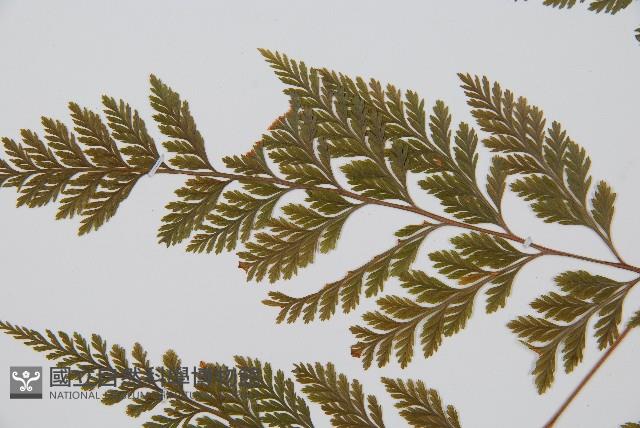 海州骨碎補藏品圖，第5張