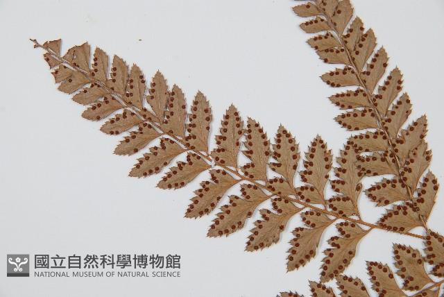 斜方複葉耳蕨藏品圖，第4張