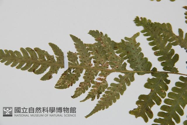 東亞假鱗毛蕨藏品圖，第5張
