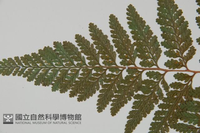 杯狀蓋陰石蕨藏品圖，第5張