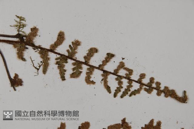 歐洲金毛裸蕨藏品圖，第5張