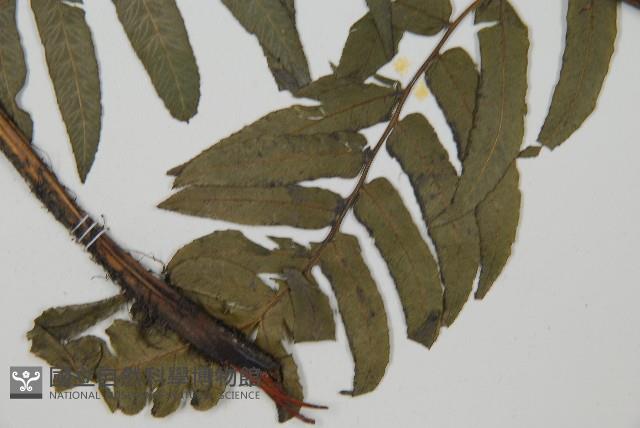 毛柄短腸蕨藏品圖，第5張