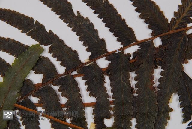 邊緣鱗蓋蕨藏品圖，第5張