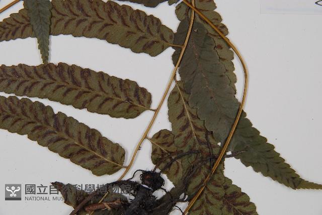 江南短腸蕨藏品圖，第5張