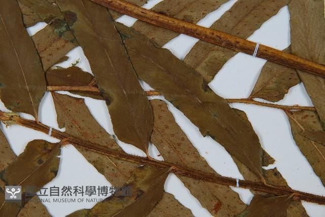 狹葉貫眾蕨藏品圖，第5張