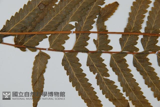 邊緣鱗蓋蕨藏品圖，第5張