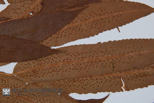 大羽鱗毛蕨藏品圖，第5張