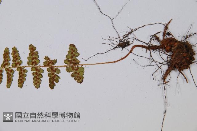 尖齒鱗毛蕨藏品圖，第5張