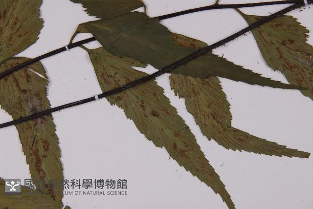 革葉鐵角蕨藏品圖，第4張