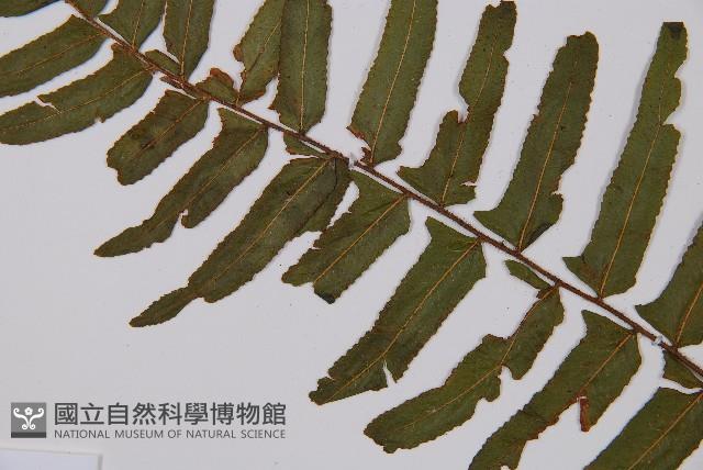 虎克氏鱗蓋蕨藏品圖，第5張