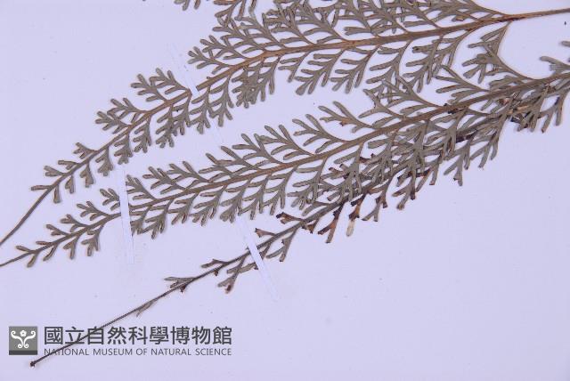 Accession Number:P002973 Collection Image, Figure 5, Total 5 Figures