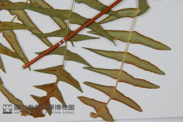 栗蕨藏品圖，第5張