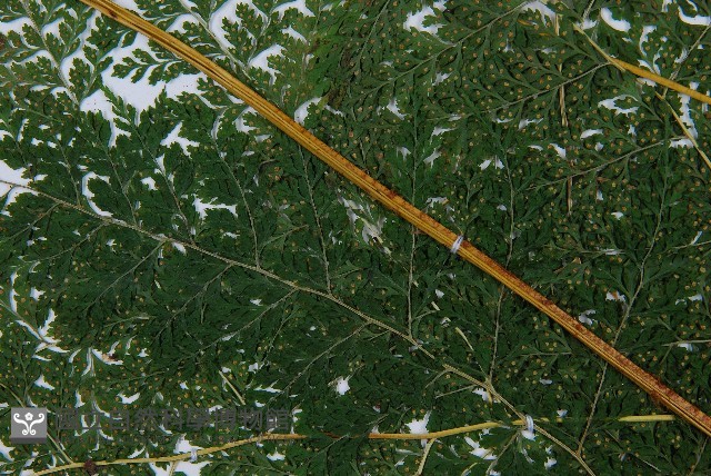稀子蕨藏品圖，第5張
