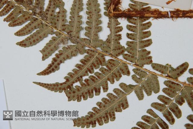 闊鱗鱗毛蕨藏品圖，第4張