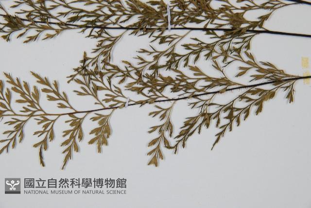 威氏鐵角蕨藏品圖，第5張