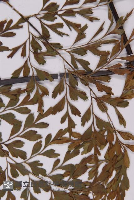 大黑柄鐵角蕨、黃鱗鐵角蕨、大羽鐵角蕨藏品圖，第5張