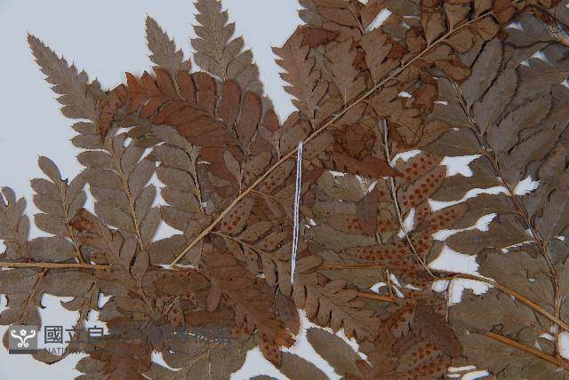 海南複葉耳蕨藏品圖，第5張