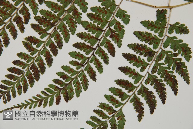登錄號:P010773藏品圖，第5張