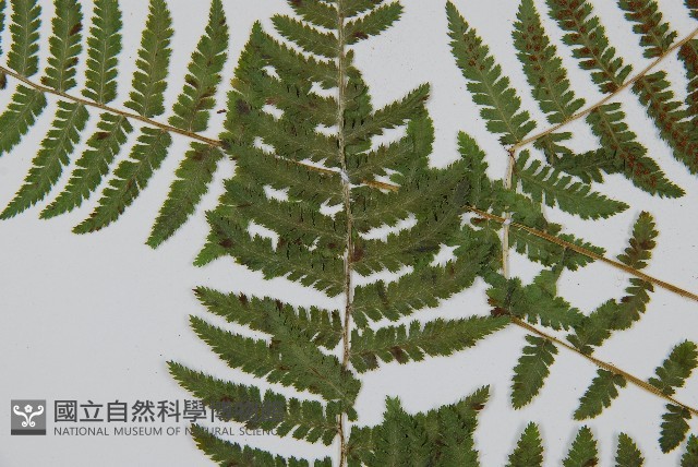 登錄號:P011773藏品圖，第4張