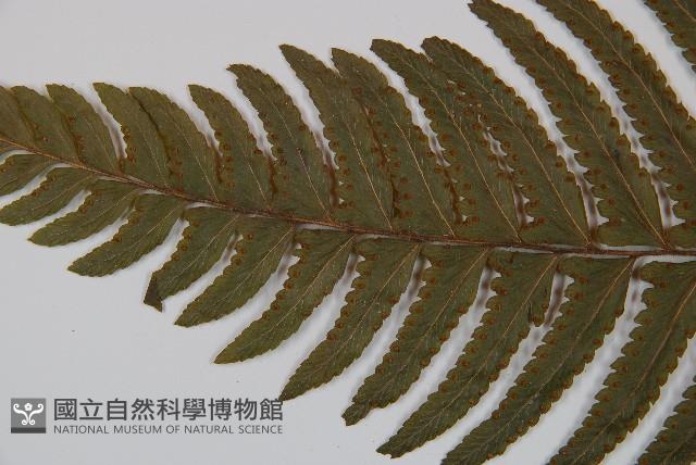 邊緣鱗蓋蕨藏品圖，第5張