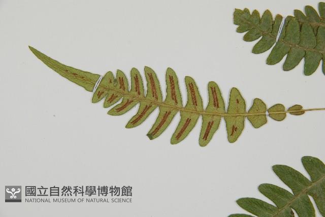 雉尾烏毛蕨藏品圖，第5張